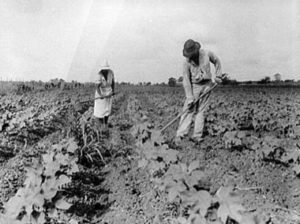 Sharecroppers in a cotton field. Credit Library of Congress